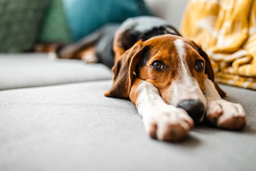 Será que o seu cão tem excesso de peso?